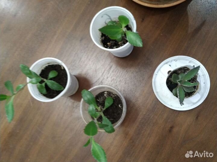 Каланхоэ лечебное