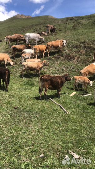 Продажа крс