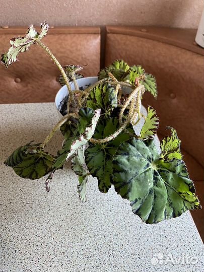 Бегония с горшком