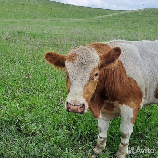 Продажа крс