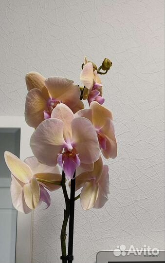 Орхидея фаленопсис