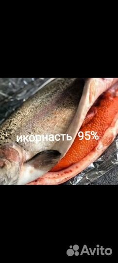 Рыба Форель непотрошеная отправка по россии