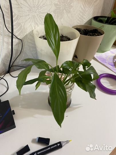 Спацифилум