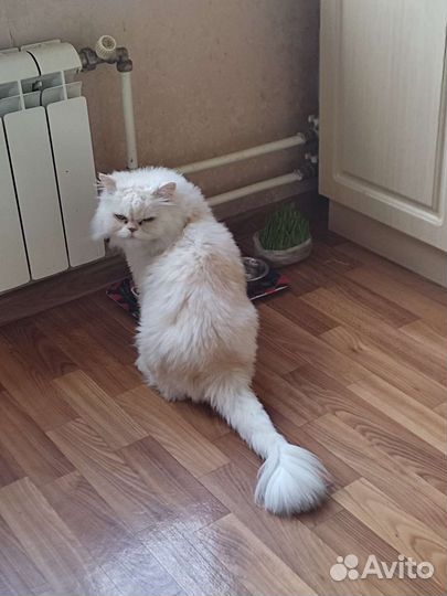 Отдам кота в добрые руки