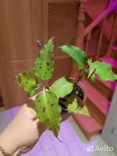 Традесканции