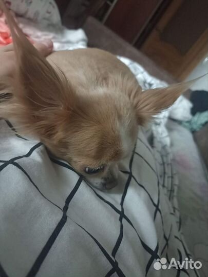 Передержка животных, зооняня