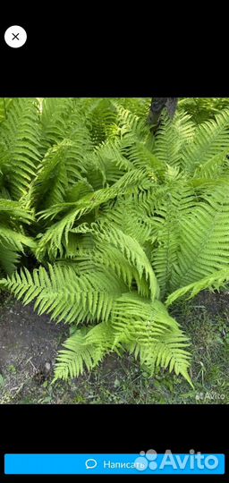 Папоротник садовый