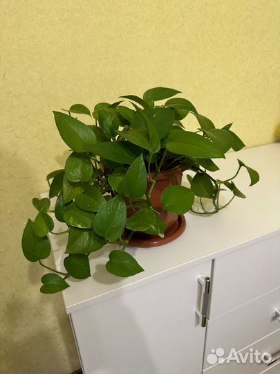 Комнатные цветы