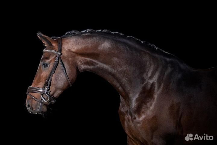 Kwpn Жеребец на случку