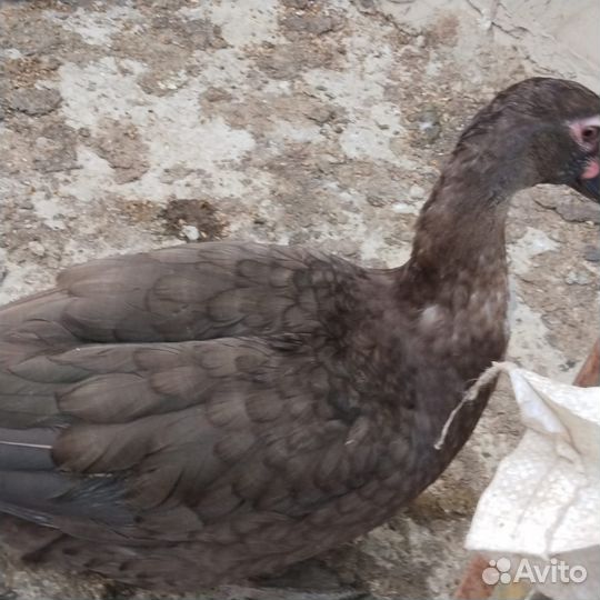 Утки шоколадные