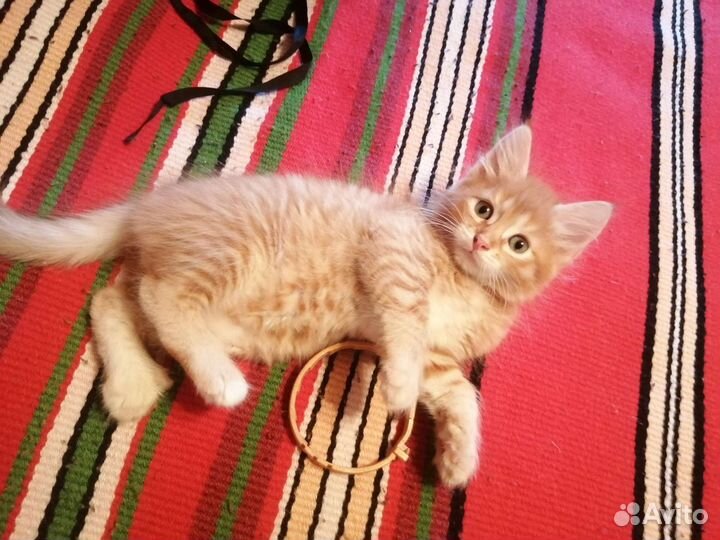 Котята бесплатно