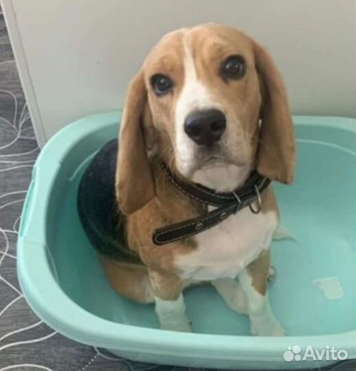 Бигль девочка