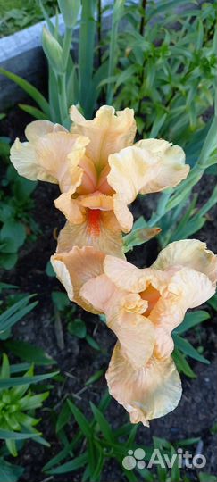 Ирисы карликовые