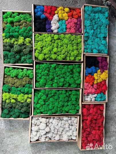 Стабилизированный мох розница опт