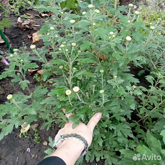 Хризантема мультифлора