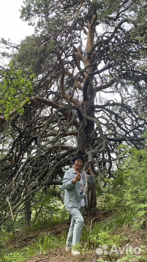 Экскурсии в Белокурихе