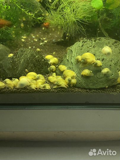 Улитки аквариумные ампулярии