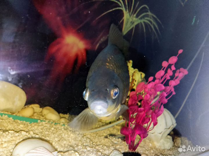 Рыба в большой аквариум
