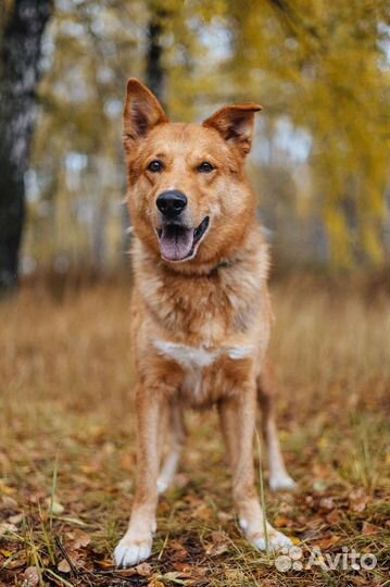 Модус-невероятно добрый пёс