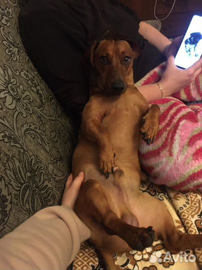 Такса вязка