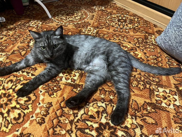 Красивая кошка Софа
