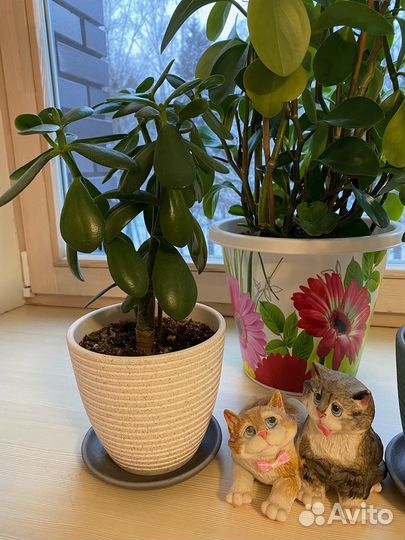 Толстянка (Денежное дерево)