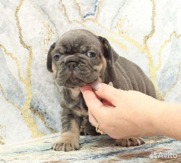 Французкий бульдог