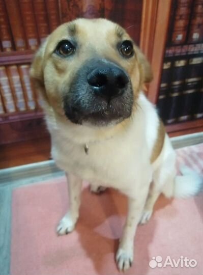 Собака Майло