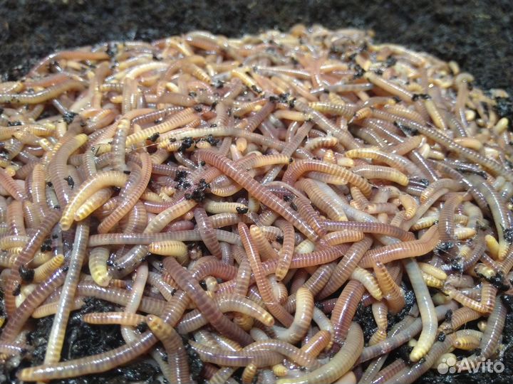 Продаю червя для рыбалки Дендробена Венета.Коконы