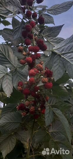 Ягода и саженцы малины,крыжовник,смородины