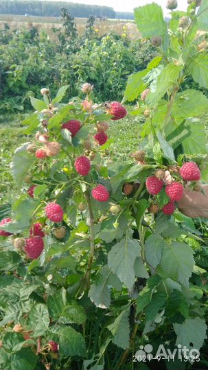 Ремонтантная малина