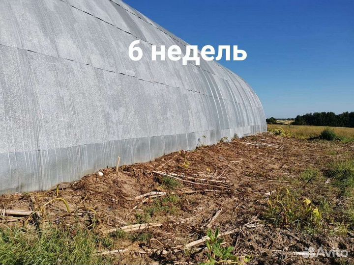 Уничтожу борщевик