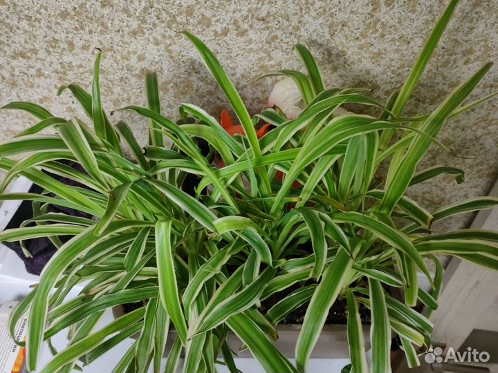 Цветы для дома