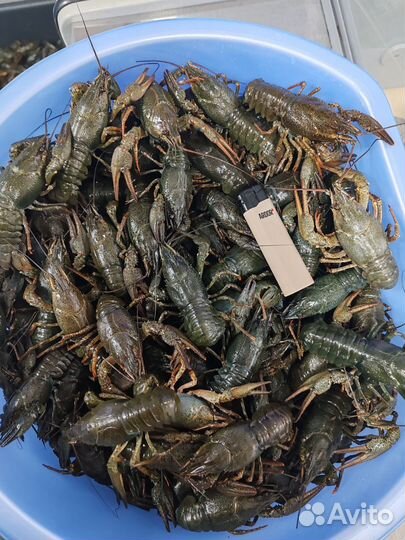 Живые раки (Свежий привоз)