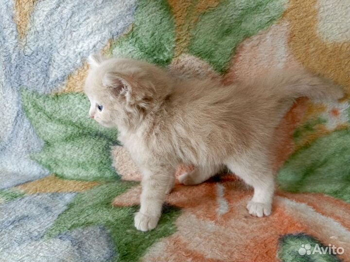 Котята 1 мес. пушистые