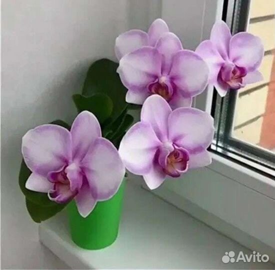 Орхидея фаленопсис Мики Сакура