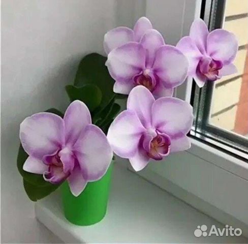 Орхидея фаленопсис Мики Сакура