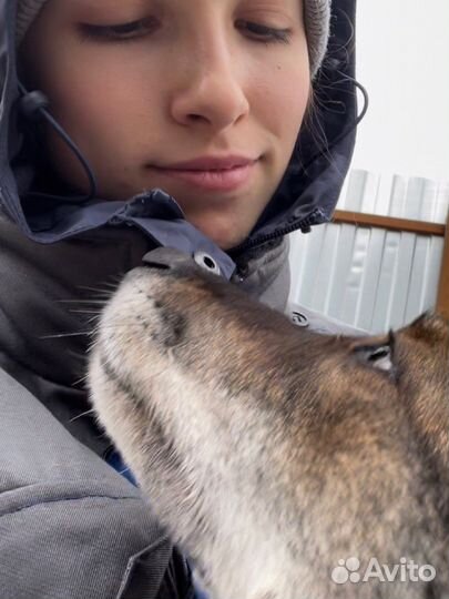 Выгул собак Новые Черемушки