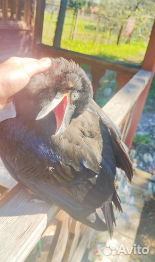 Самые ручные птенцы