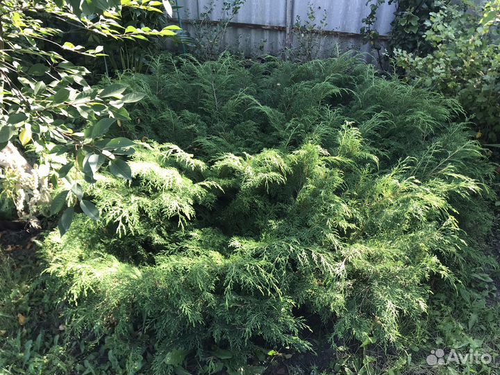 Можжевельник горизонтальный крупномер