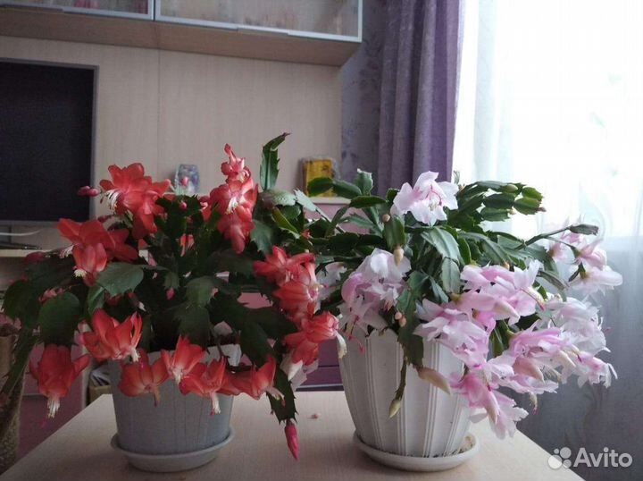 Декабрист шлюмбергера сортовые