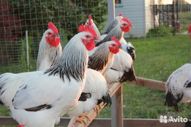 Куры молодки