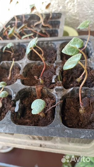 Комнатные растения