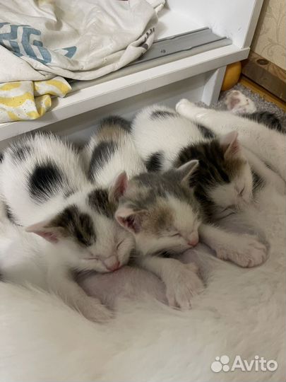 Котята ищут дом