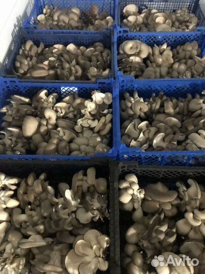 Вешенка свежая