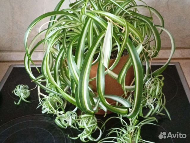 Хлорофитум Бонни