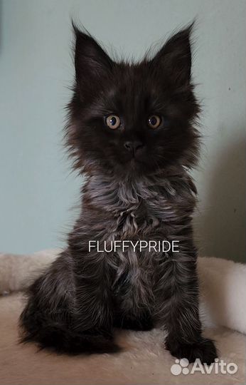 Мейн-кун питомник fluffypride