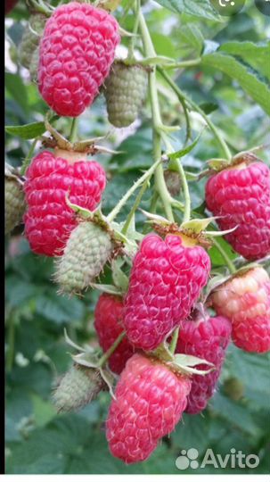 Малина ремонтанная розовая саженцы