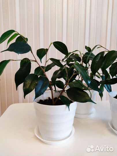 Фикус бенджамина, комнатные растения