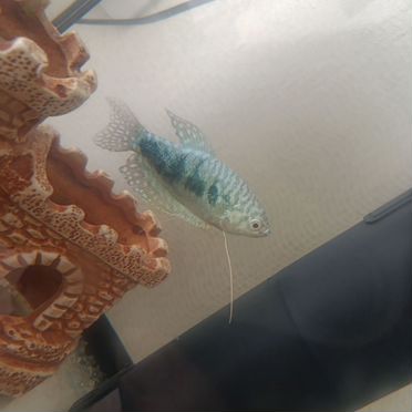 Аквариумные рыбы